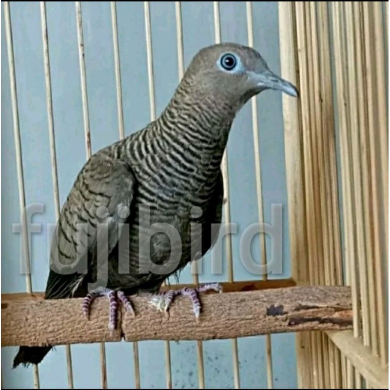 BURUNG PERKUTUT CEMANI MAJAPAHIT