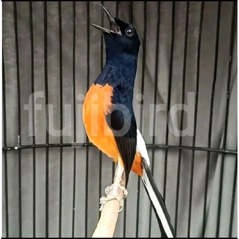 MURAI MEDAN PASTOL EKOR PANJANG