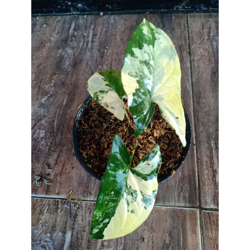 Tanaman Syngonium variegata kuning