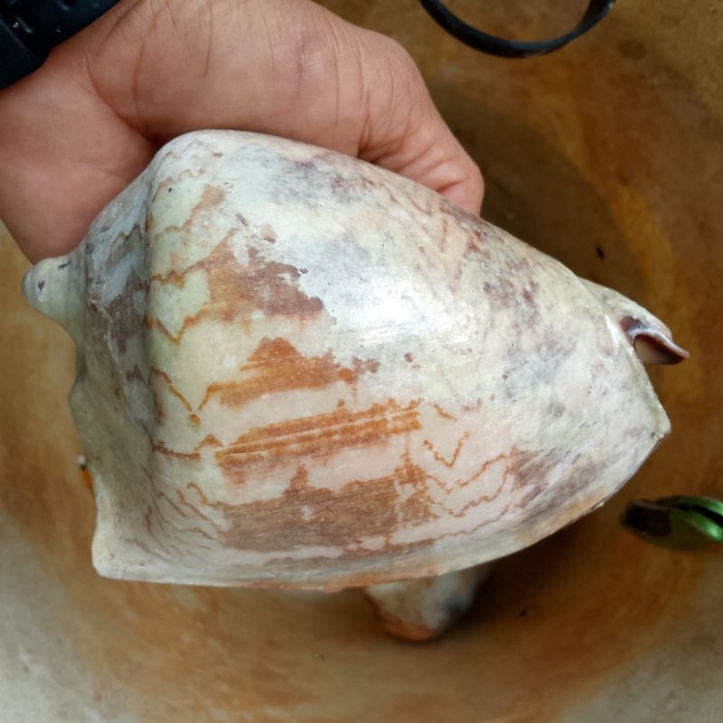 cangkang kerang/kulit kerang binga  batik jumbo