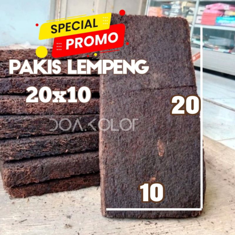 

Papan Pakis 20x10 Pakis Papan Besar Bonus Cantolan