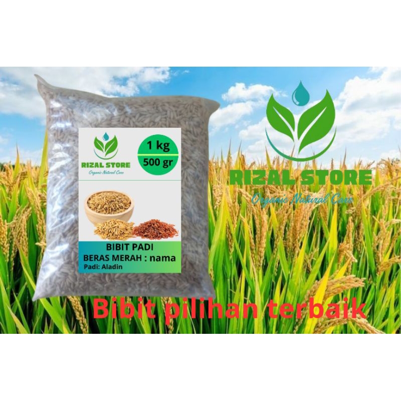 BENIH BIBIT PADI BERAS MERAH 1 KG BIBIT BENIH SUPER PILIHAN