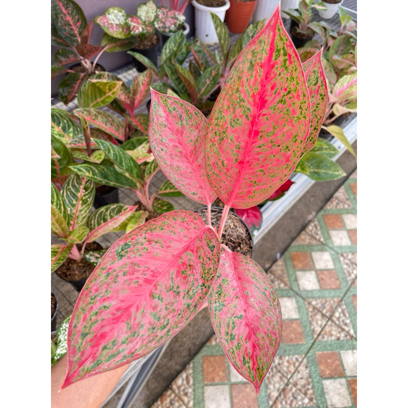 Aglonema Sexylia Mutasi Aglaonema Sexylia