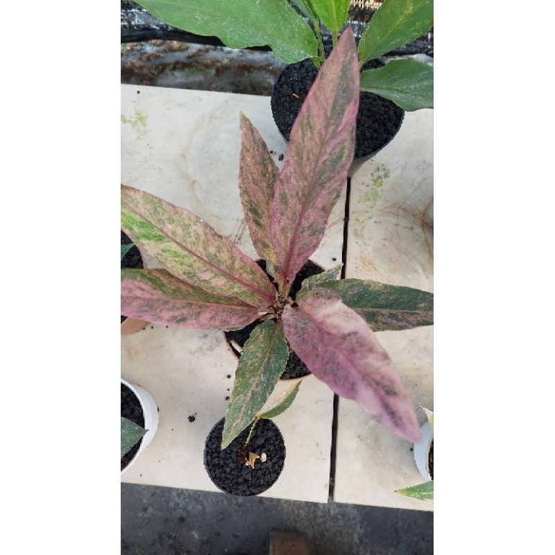 anthurium hookeri pink variegata