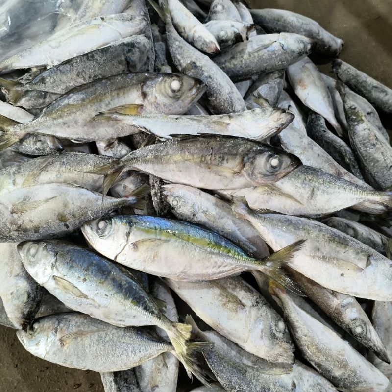 

Ikan Bentrong / Mata Belo 10kg