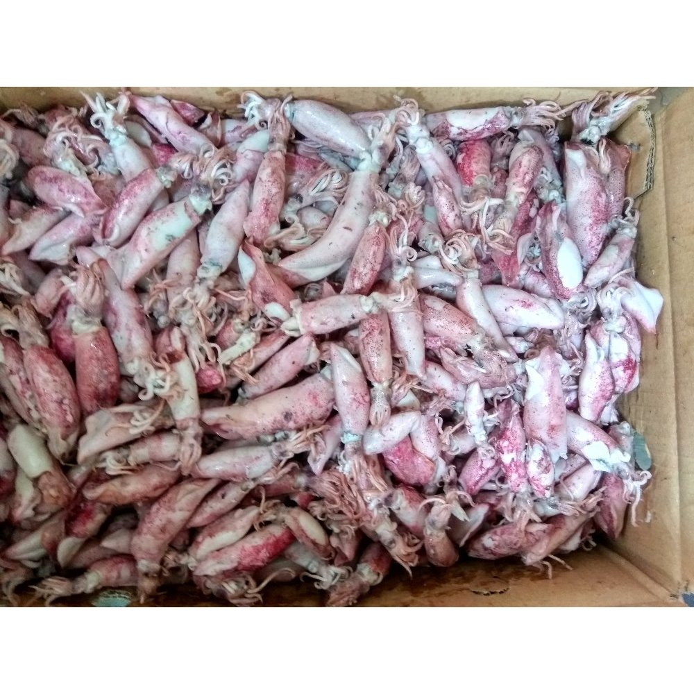 

ADY78 Ikan Asin Cumi Sotong Super Berkualitas Kemasan Plastik Vakum