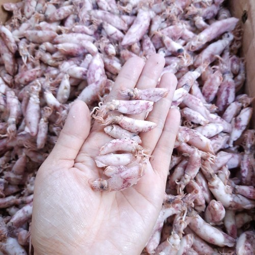 

Ikan Asin Cumi Sotong Super Berkualitas Kemasan Plastik Vakum