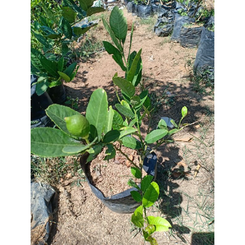 Tanaman jeruk lemon tanpa biji