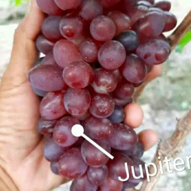 bibit anggur import jupiter super genjah