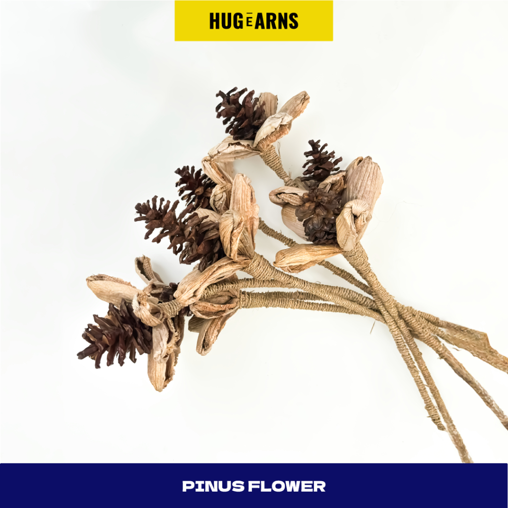 HUGeARNS - Bunga Pinus Kering Buah Cemara Pine Cone Mini Jumbo Besar Properti Foto Mahar Dekorasi Ru