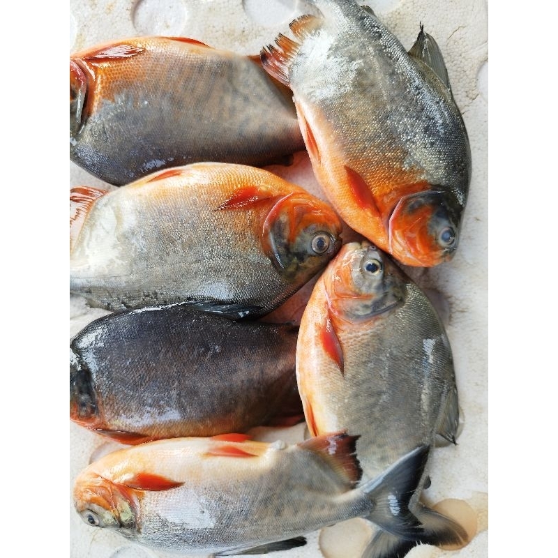 

Ikan bawal tawar freesh dan segar 1kg