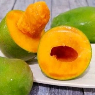 bibit tanaman mangga kondisi sudah berbuah