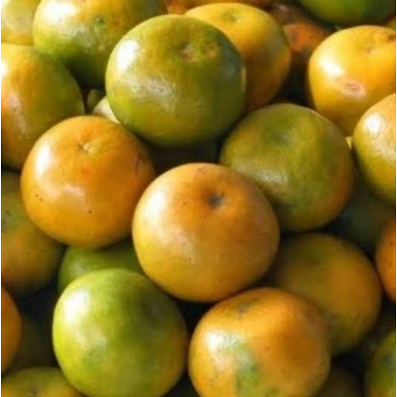 

Jeruk siam madu manis