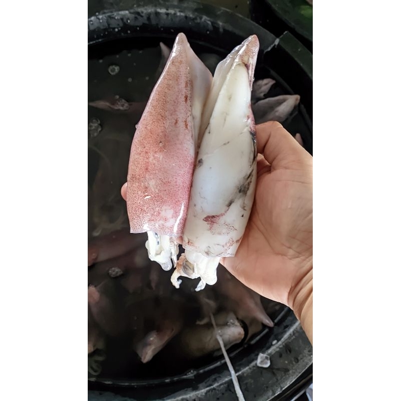 

TERLARIS Cumi fresh ukuran besar