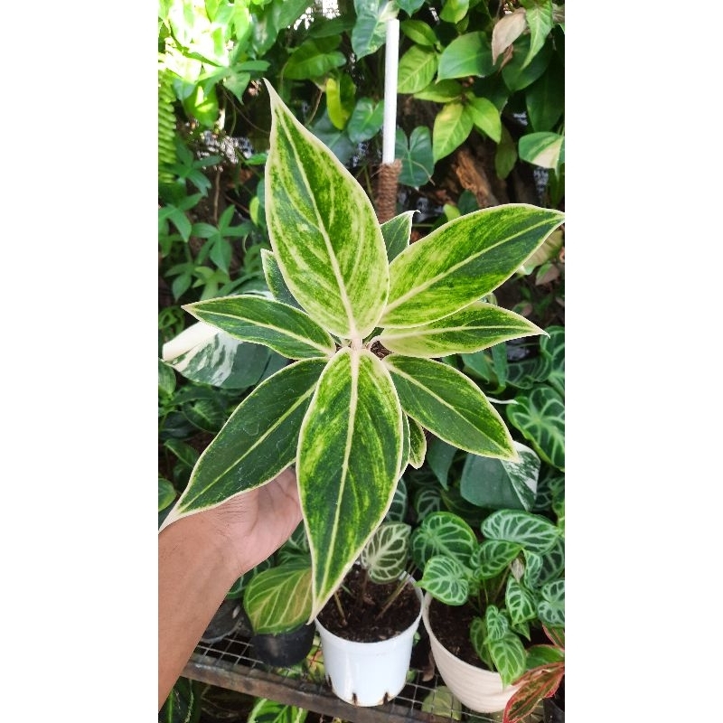 Aglonema Lipstik White