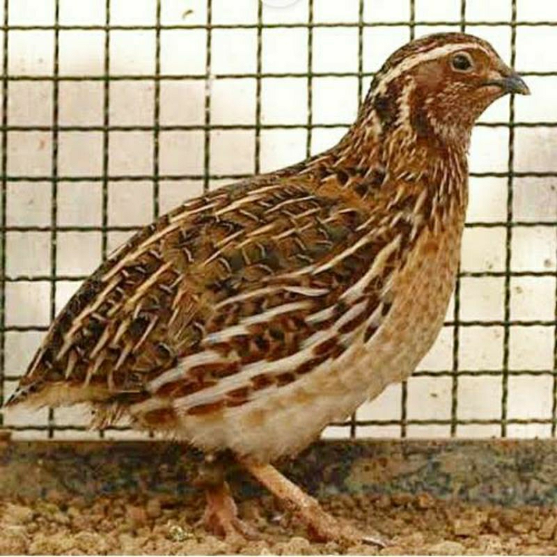 Burung Puyuh Jantan Dewasa Gacor