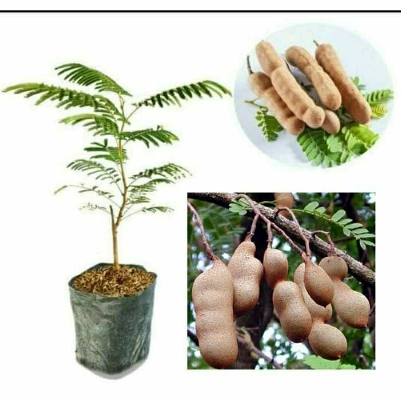 BIBIT ASAM JAWA TANAMAN ASAM JAWA