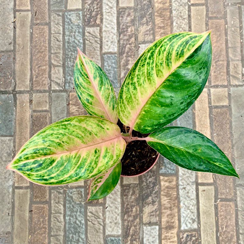 Aglaonema Obama jumbo