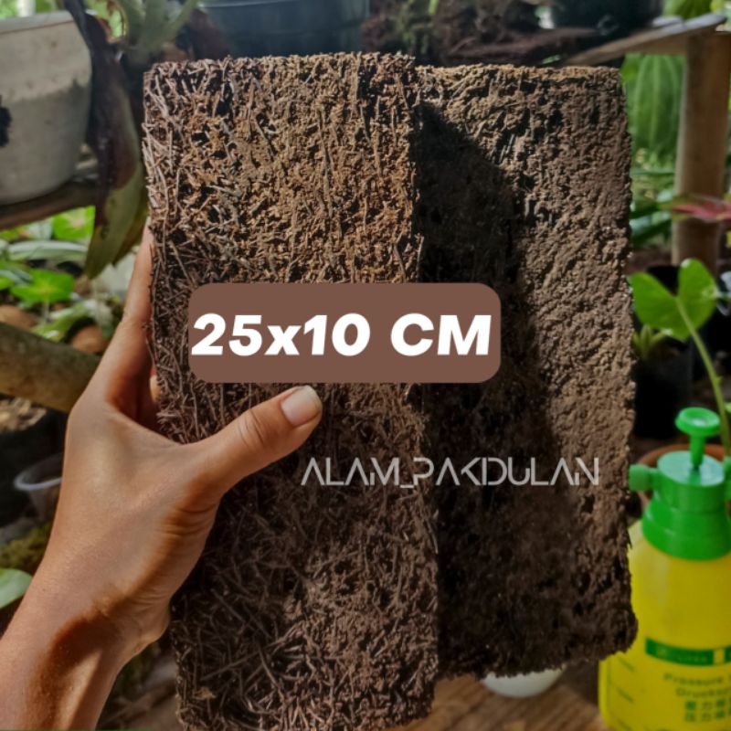 Papan Pakis 25x10 cm Media Tanam Anggrek / Pakis Papan Besar