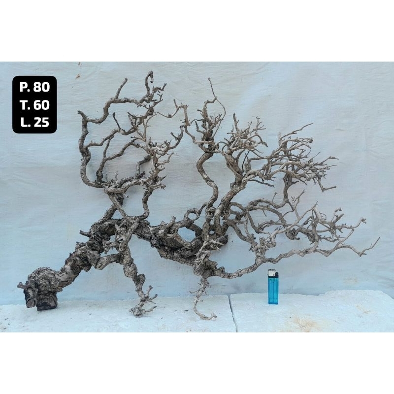 Kayu Aquascape - Kayu Santigi (Besar)