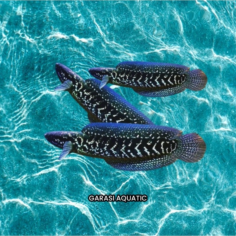 Asiatica ws size 8-10 cm (INSTAN)