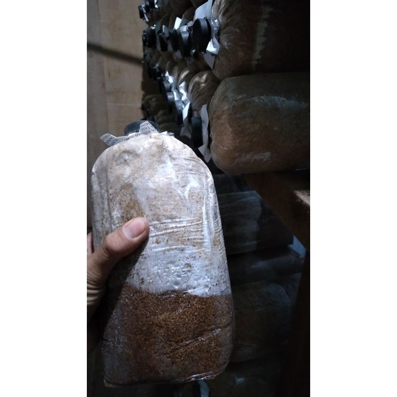 

jamur tiram media tumbuh jamur/baglok