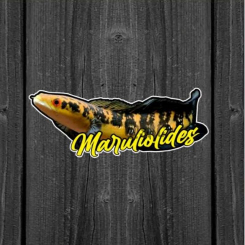 

sticker chana maru 8-12cm