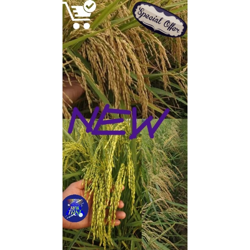 BENIH PADI BIBIT PADI SEDAYU NEW 5KG