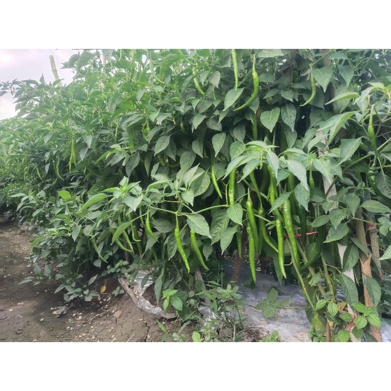 Anti Virus Aktor-9 250 Ml Untuk Tanaman Tbk