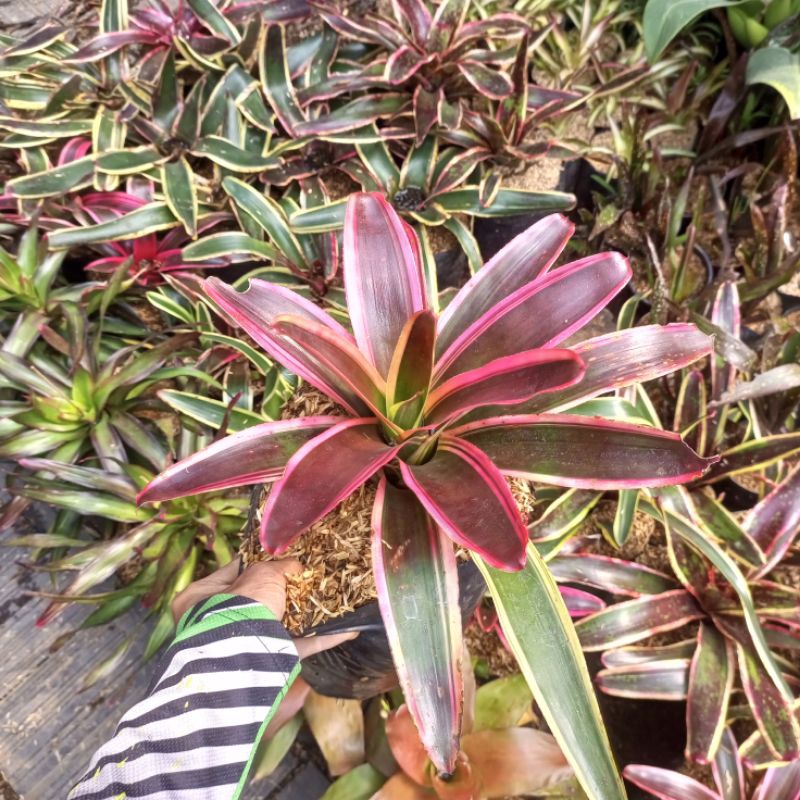 bromelia Rafael / neoregelia Raphael /bromelia rapael / bromelia mawar pink