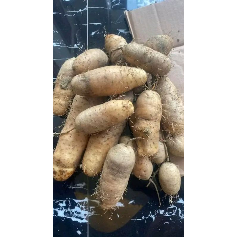 

Ubi Gembili ketan fresh mentah 1kg