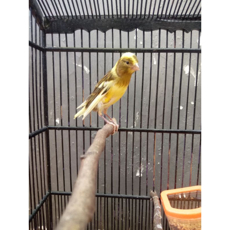 kenari paut loper ngeriwik jamin jantan c