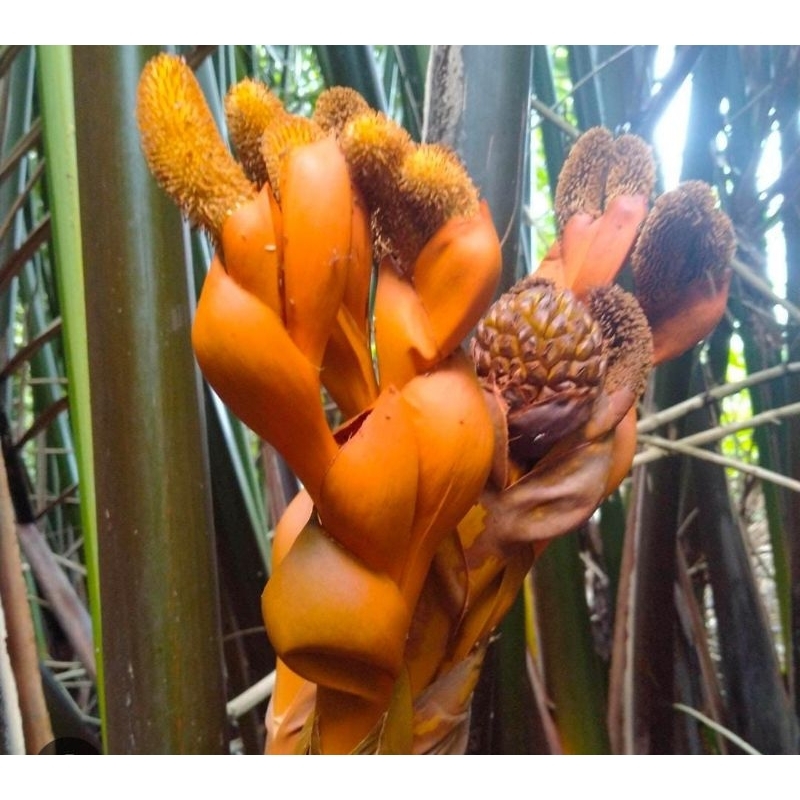 

Bunga Buah Nipah 1 Kg Kuncup Kiwel Segar Baru Petik Murah Obat Herbal Tradisional Termurah