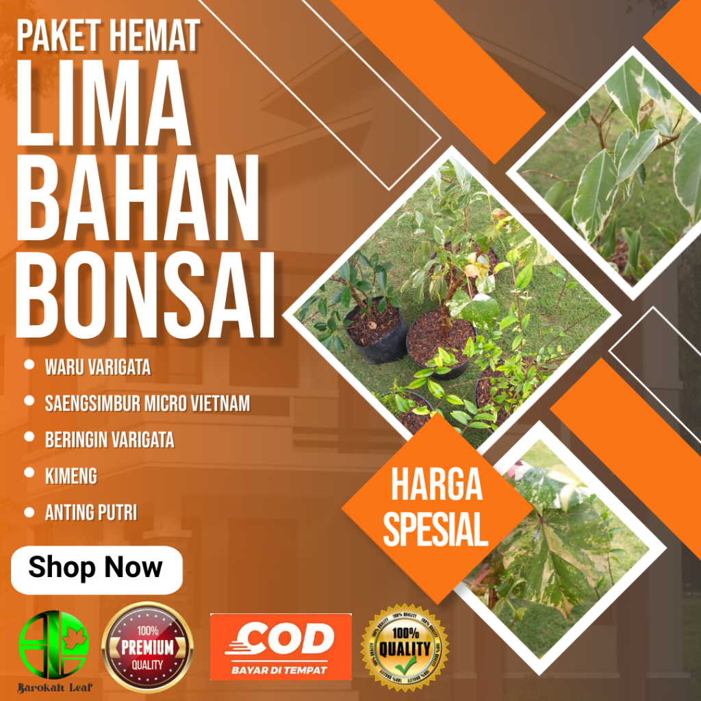 Paket Bahan Bonsai 5 Pohon Harga Hemat Isi Anting Putri Kimeng Beringin Varigata Saengsimbur Micro V