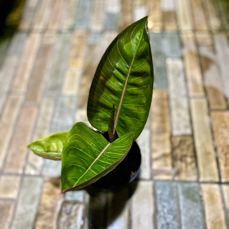 Aglaonema Black moonlight