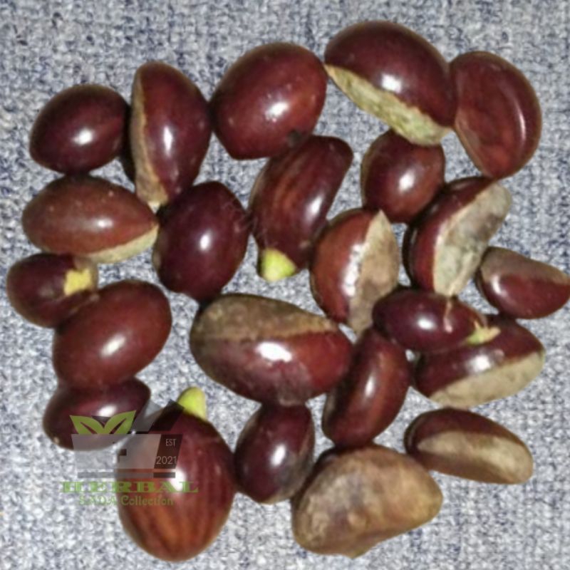 Jual Benih Biji Buah Alkesa Sawo Mentega Campolay 10 Biji Murah