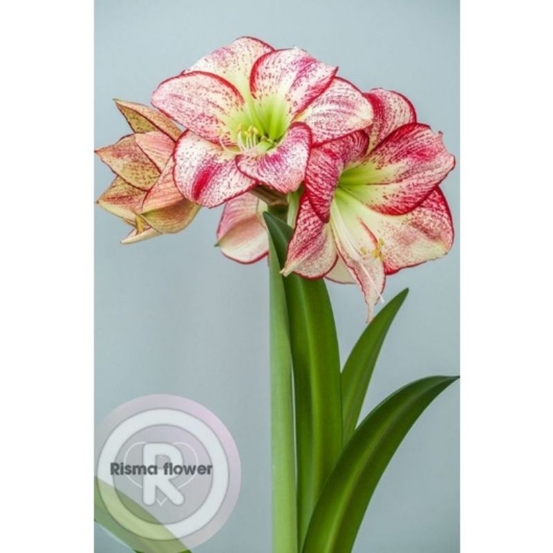 Tanaman hias Bakung amarilis hijau bintik-bintik merah (pohon bunga hidup)