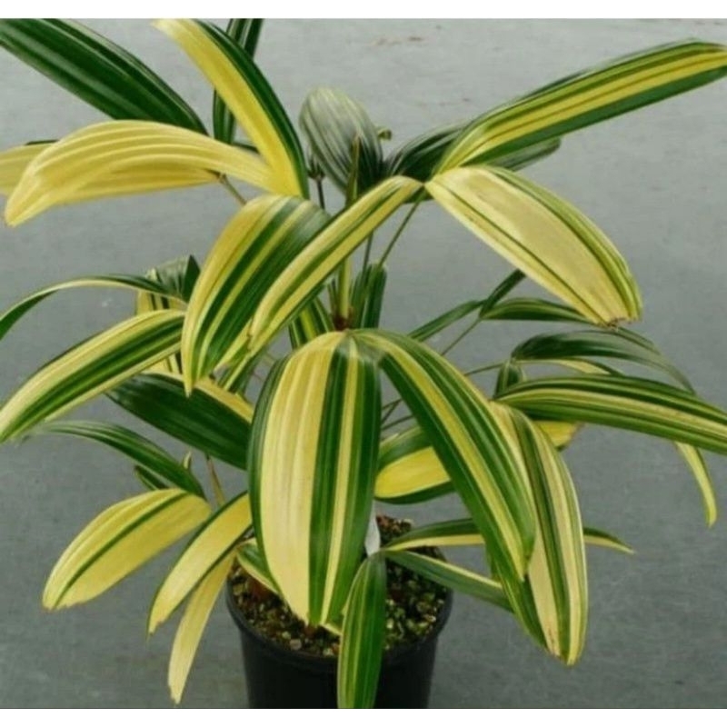 Tanaman Hias Palem Waregu Varigata/Palm Regu Var