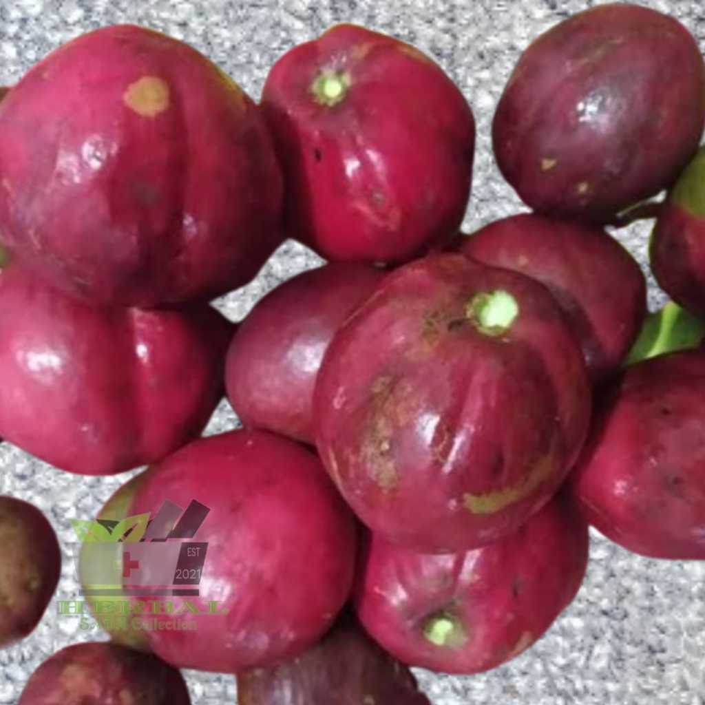 

Buah Mahkota Dewa 5 Buah Phaleria macrocarpa