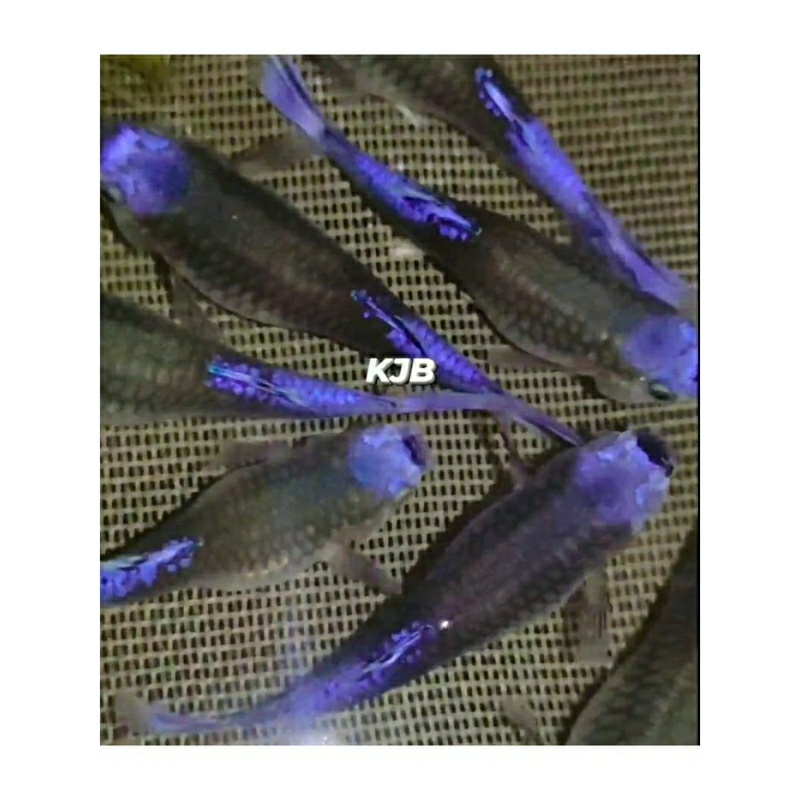 wallpaper Guppy blue koi premium indukan