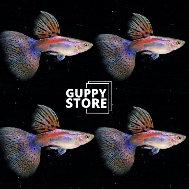 

EXTRA KARDUS PECKING PING GRASS