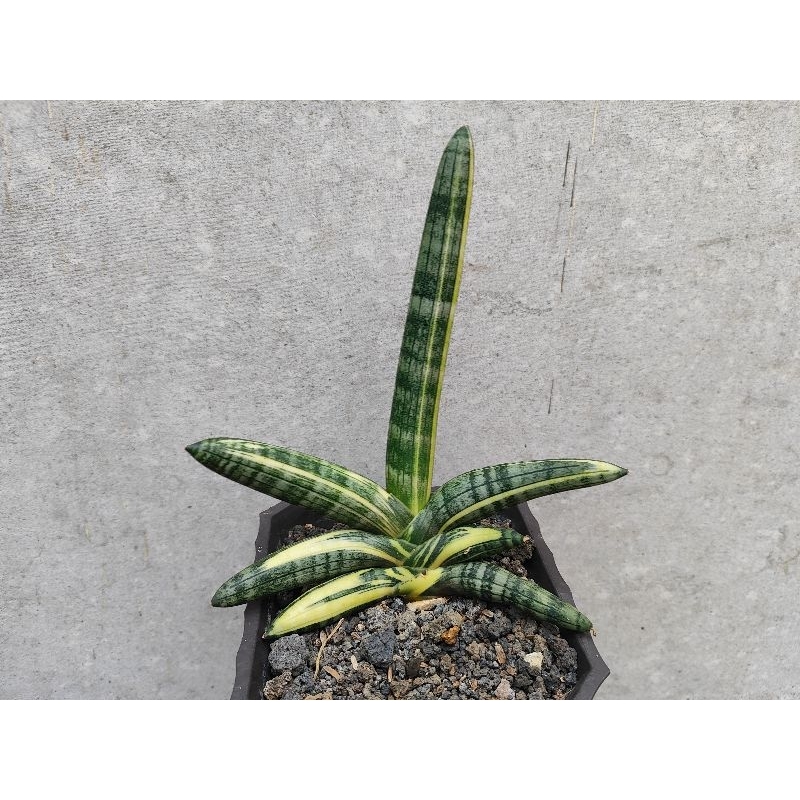 sansevera boncel varigata