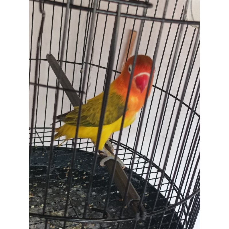 lovberd biola ewing gold