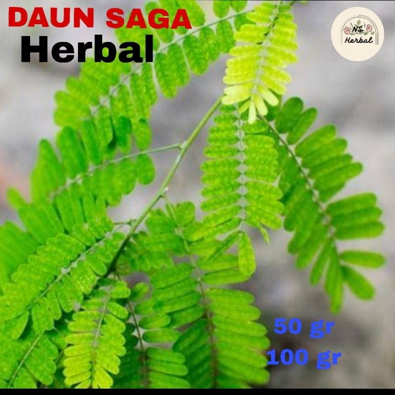 

Daun Saga l SOGO Segar Baru Petik (herbal amandel sariawan)