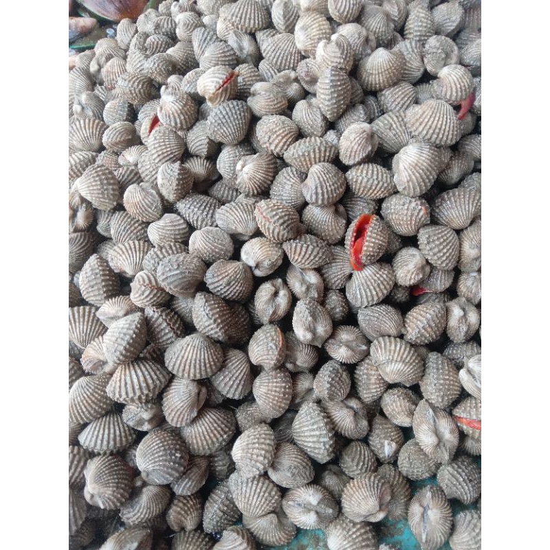 

KERANG DARA FRESH