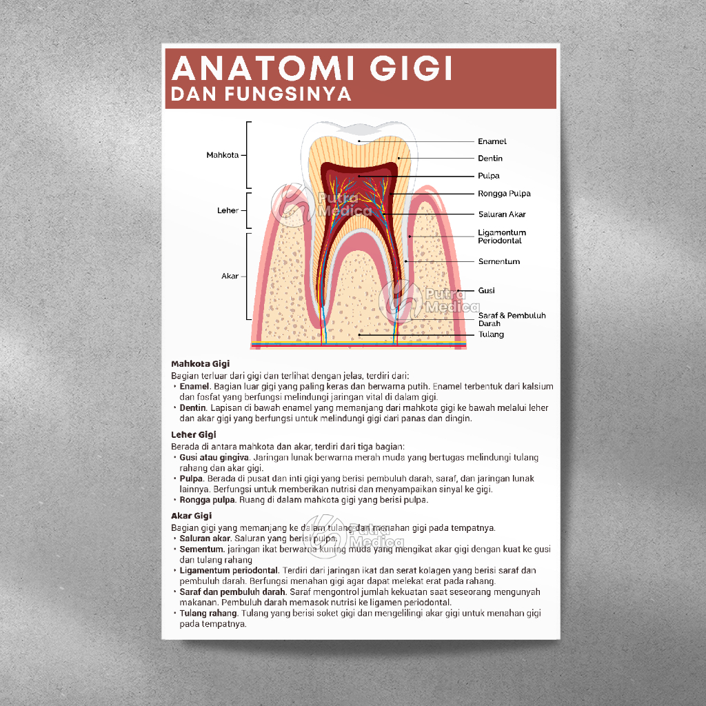 Poster Kesehatan Anatomi Gigi A3+ / Gambar Edukasi Kedokteran Organ Tubuh Manusia / Anatomy of The T