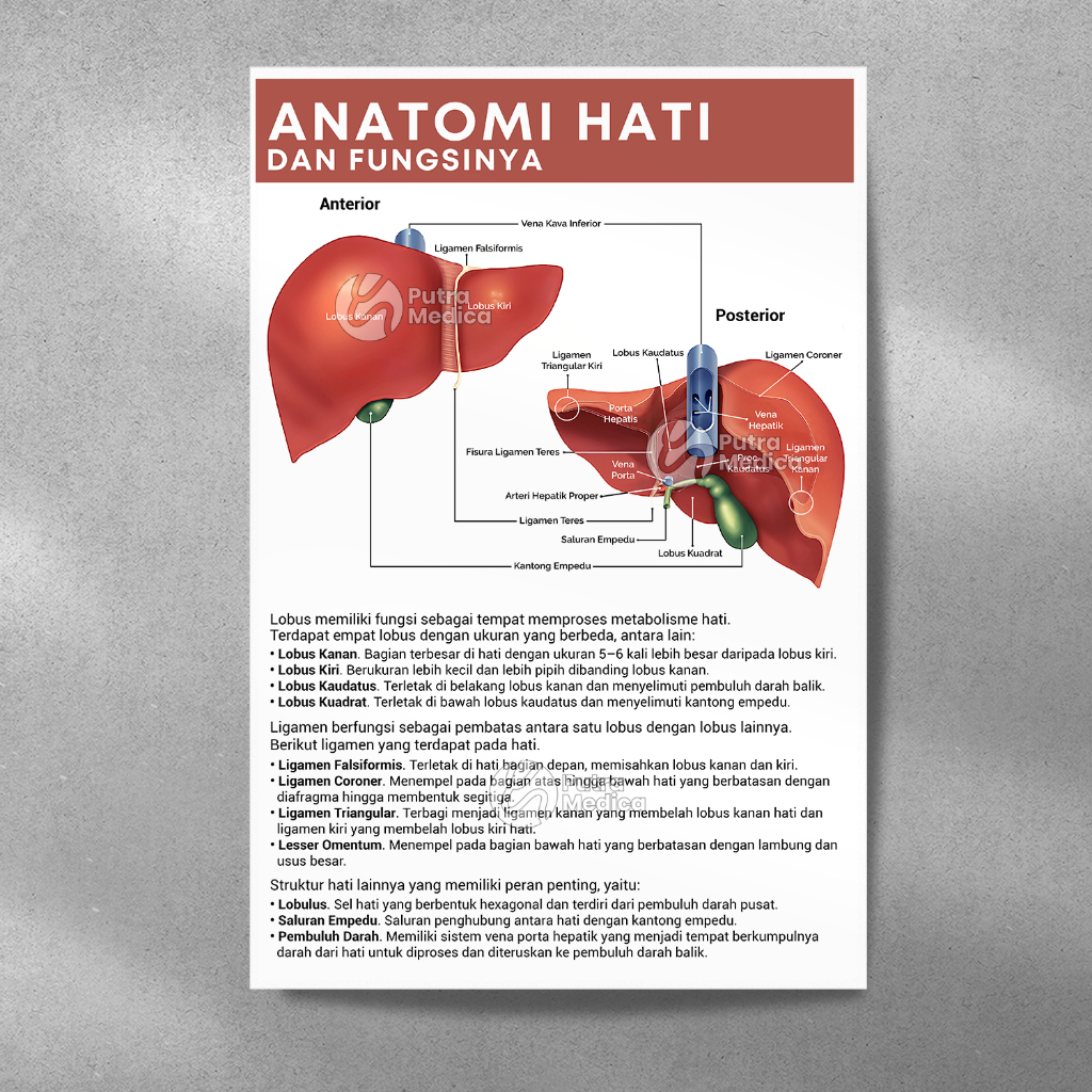 Poster Kesehatan Anatomi Hati Manusia A3+ / Gambar Edukasi Kedokteran Organ Tubuh / Lever Anatomy