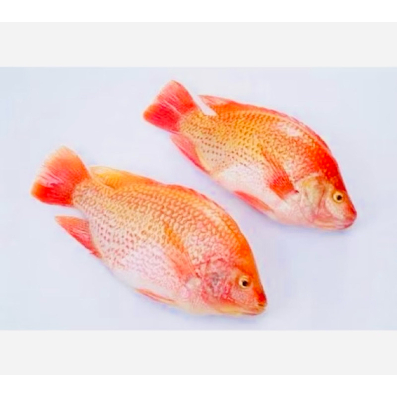 

ikan nila merah 1kg