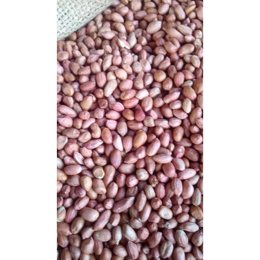 

Kacang Tanah India Import