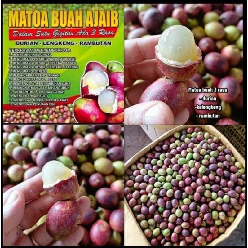 

MATOA FRESH BUAH MATOA BUAH 3 RASA DURIAN ,KELENGKENG ,DAN RAMBUTAN